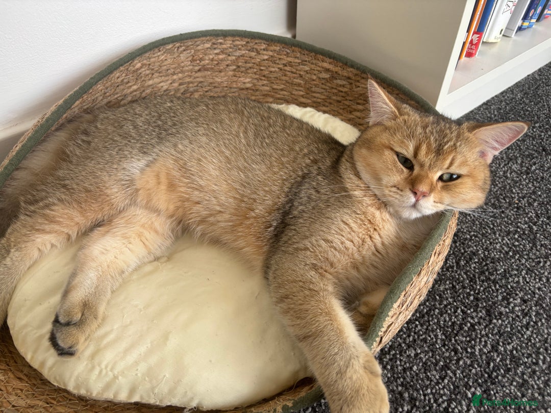 British Shorthair cats for sale: British shorthair Golden  Boy - Image 6