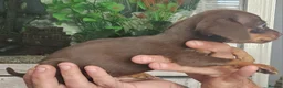 Chiweenie dogs for sale: Chiweenies looking for their forever home - Advert 9