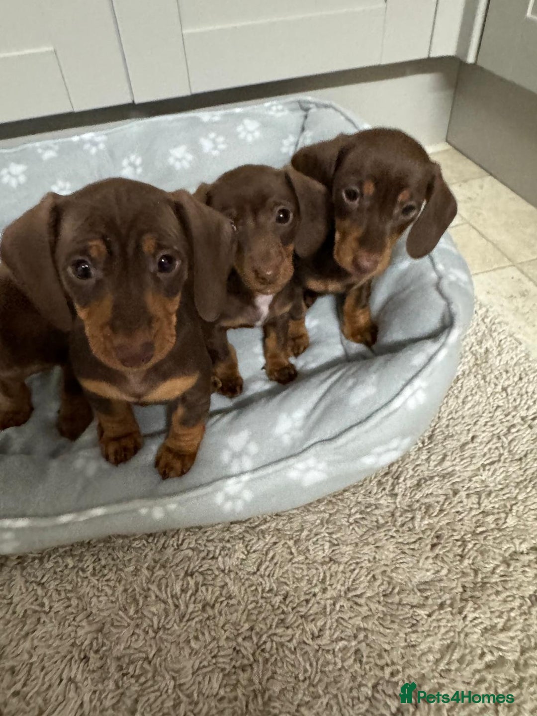 Dachshund dogs for sale: Dachshund puppies - Advert 7