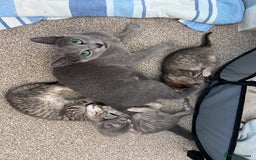 Russian Blue cats for sale: Blue Russian Cross Kittens - Image 6