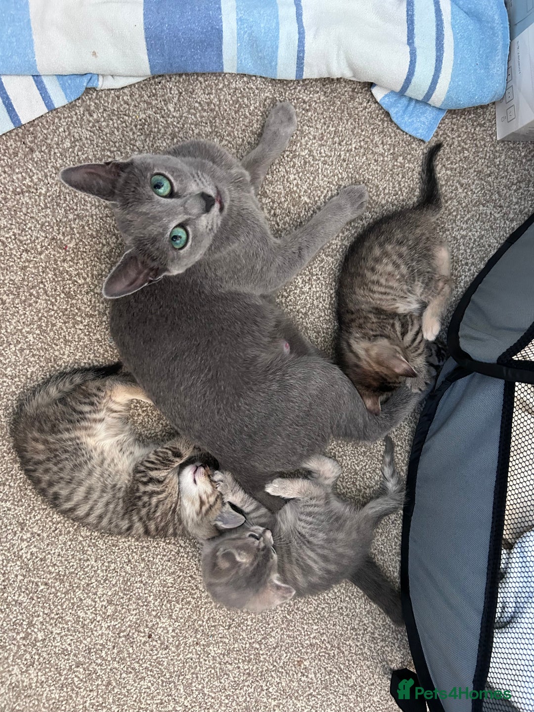 Russian Blue cats for sale: Blue Russian Cross Kittens - Image 6