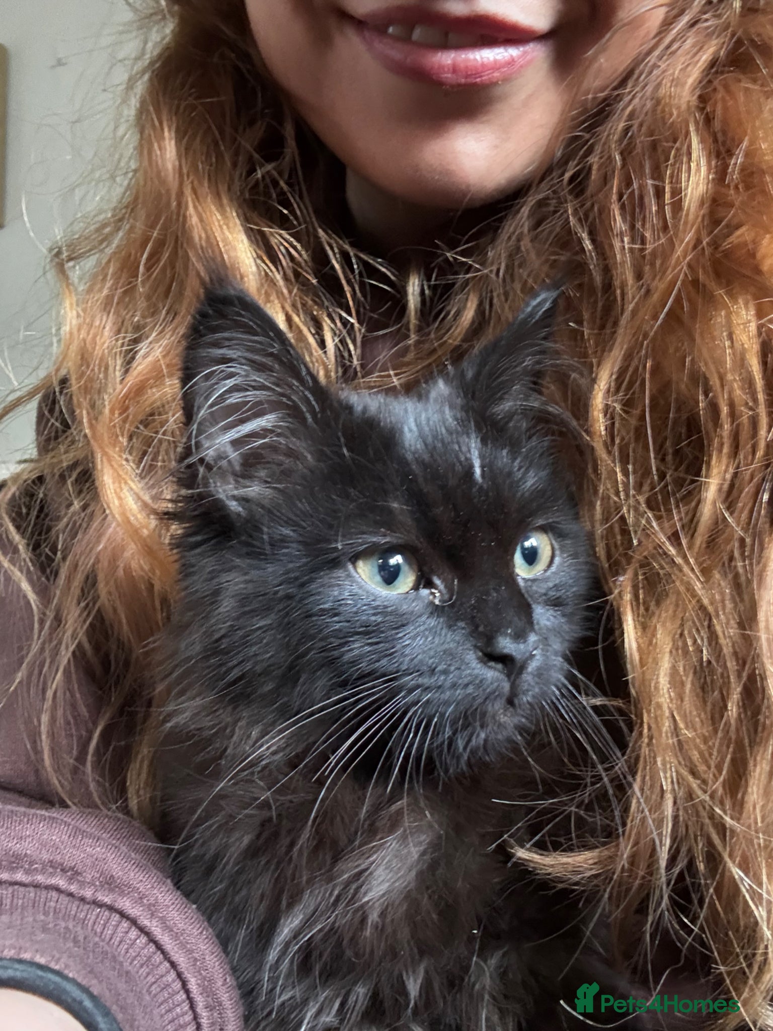 Mixed Breed cats 5-Month-Old Black Kitten Smokey Ashy Grey tones - Advert 4