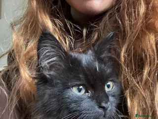 Mixed Breed cats 5-Month-Old Black Kitten Smokey Ashy Grey tones - Advert 5