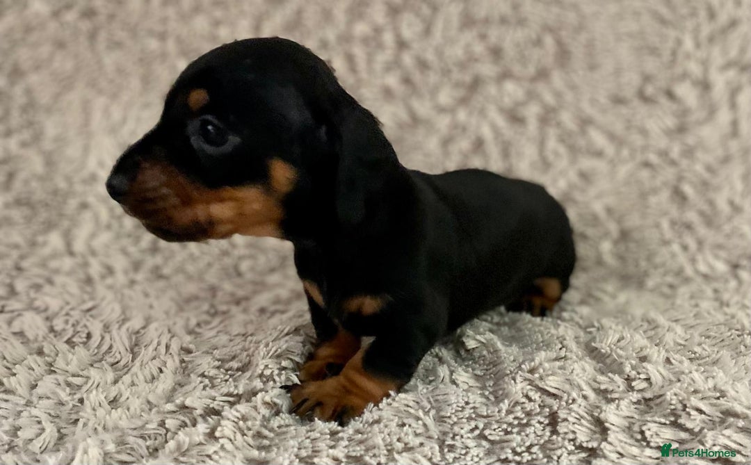 Dachshund dogs for sale: Sausage dachshund puppies  - Image 14