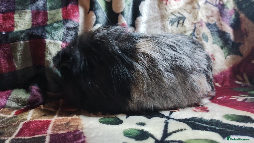 Guinea Pig rodents for sale: Mother and daughter pair of female guinea pigs  - Advert 7