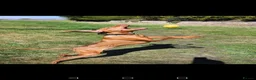 Hungarian Vizsla dogs for sale: Beautiful pedigree Hungarian vizsla litter of 9  - Advert 6