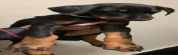 Dobermann dogs for sale: Royal KC Doberman puppies  - Advert 10