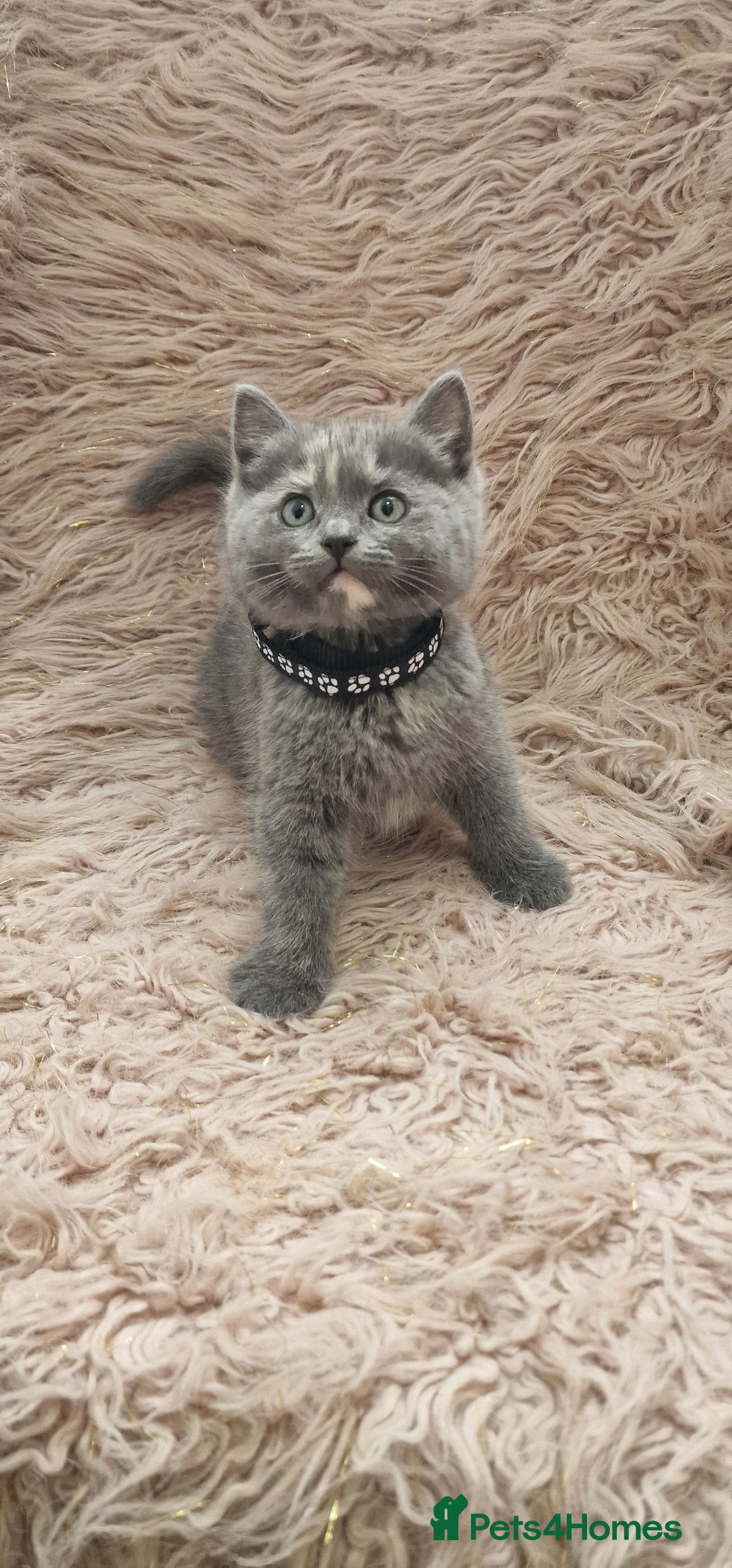 Scottish Fold cats for sale: Scottish fold british shorthair - Image 6