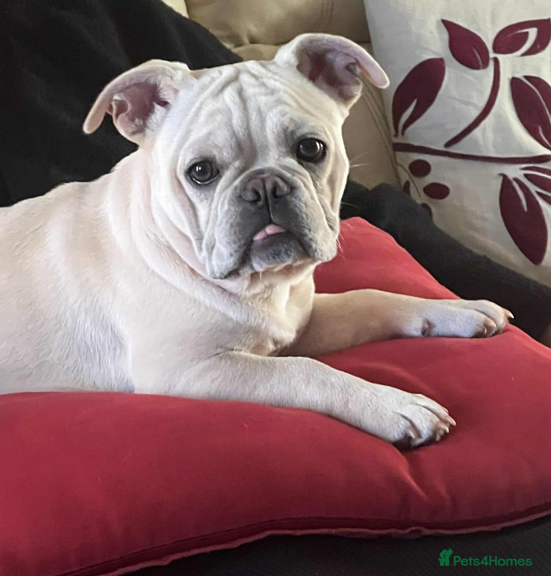 French Bulldog dogs for sale: Frenchie for sale - Image 2