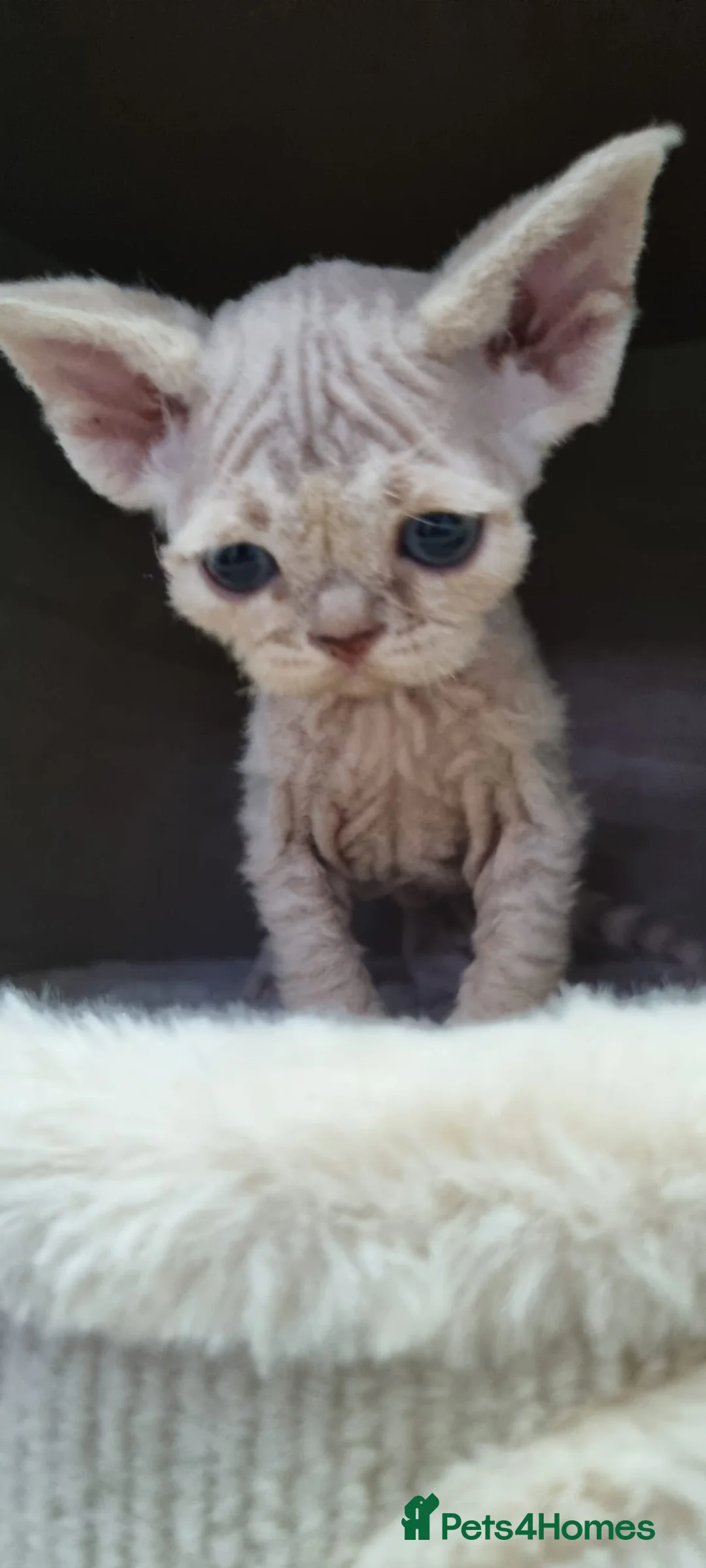 Devon Rex cats for sale: ❤️ Gorgeous Devon Rex Girls ❤️ - Advert 19