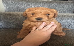 Cockapoo dogs for sale: Cockapoo puppies for sale - Image 11