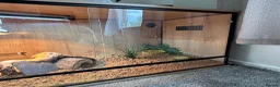 Bearded Dragon reptiles for sale: Bearded dragon  in Bicester - Advert 5