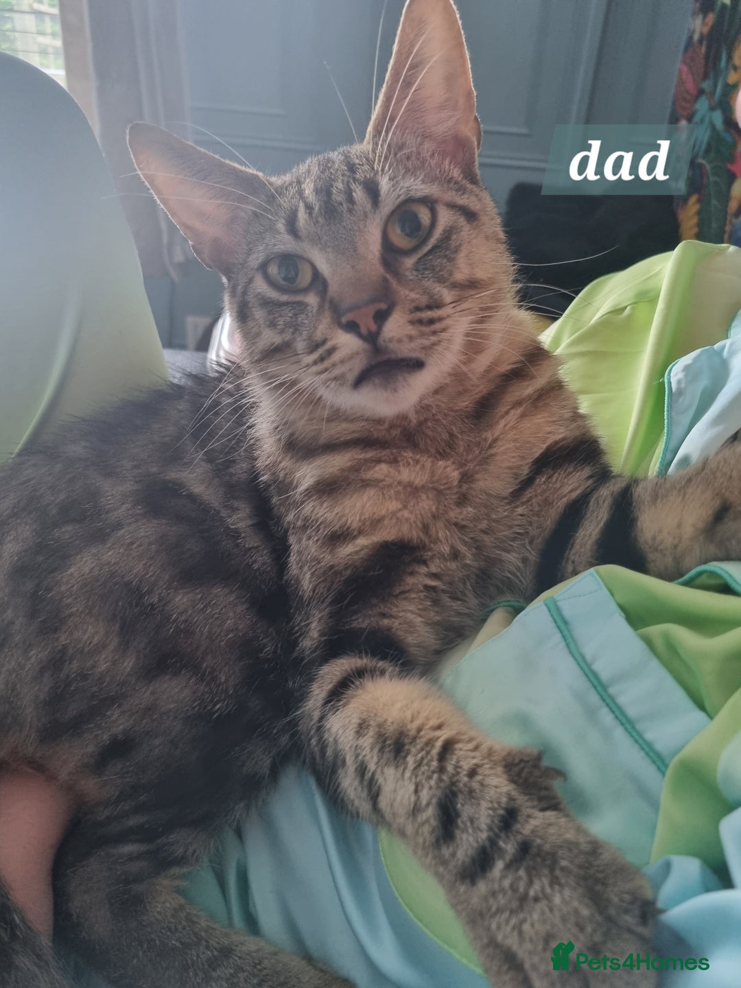 Mixed Breed cats for sale: 4 Gorgeous little boys  - Image 39