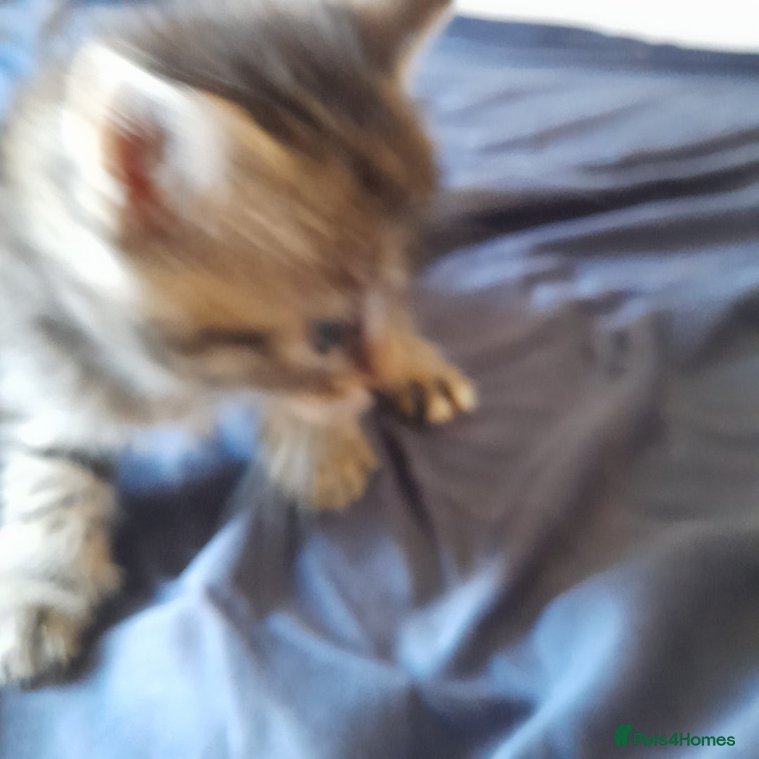 Bengal cats for sale: 6 Beautiful, Healthy Kittens - Image 14