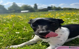 Jack Russell dogs for sale: Jack Russell puppy  - Image 3