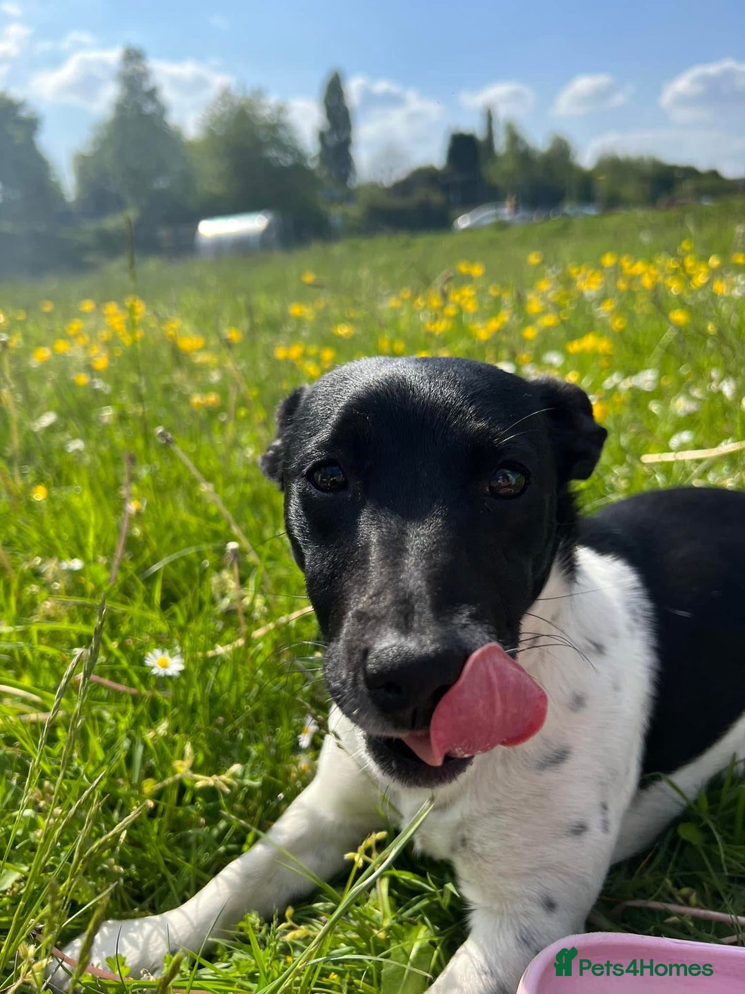Jack Russell dogs for sale: Jack Russell puppy  - Image 3
