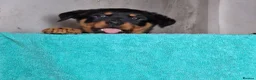 Rottweiler dogs for sale: Chunky Rottweiler pups - Advert 3