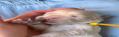 Golden Retriever 6
