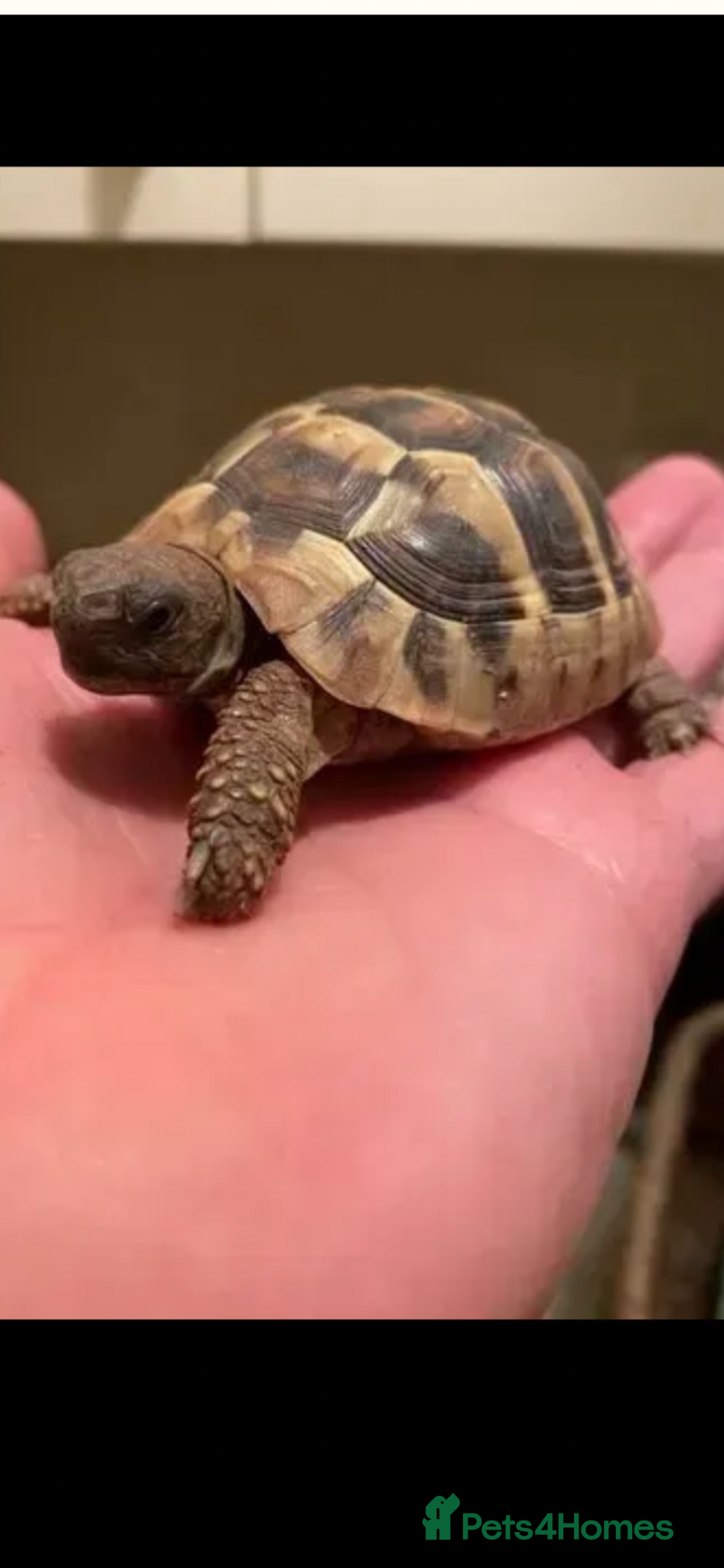 Tortoise reptiles Hermann tortoise - Advert 1