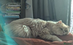 Persian cats for adoption: SIMBA TYPICAL PERSIAN BOY BEAUTIFUL MEDIUM ENERGY  - Image 11
