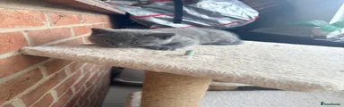 British Longhair green