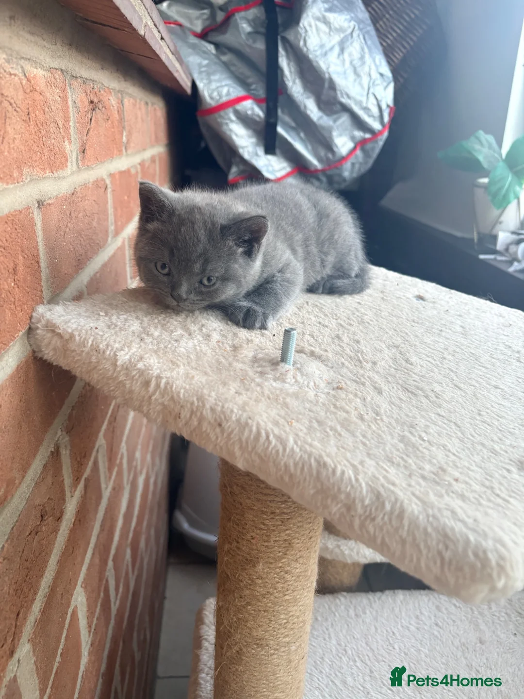 British Longhair cats for sale: British long hair kittens  - Advert 5