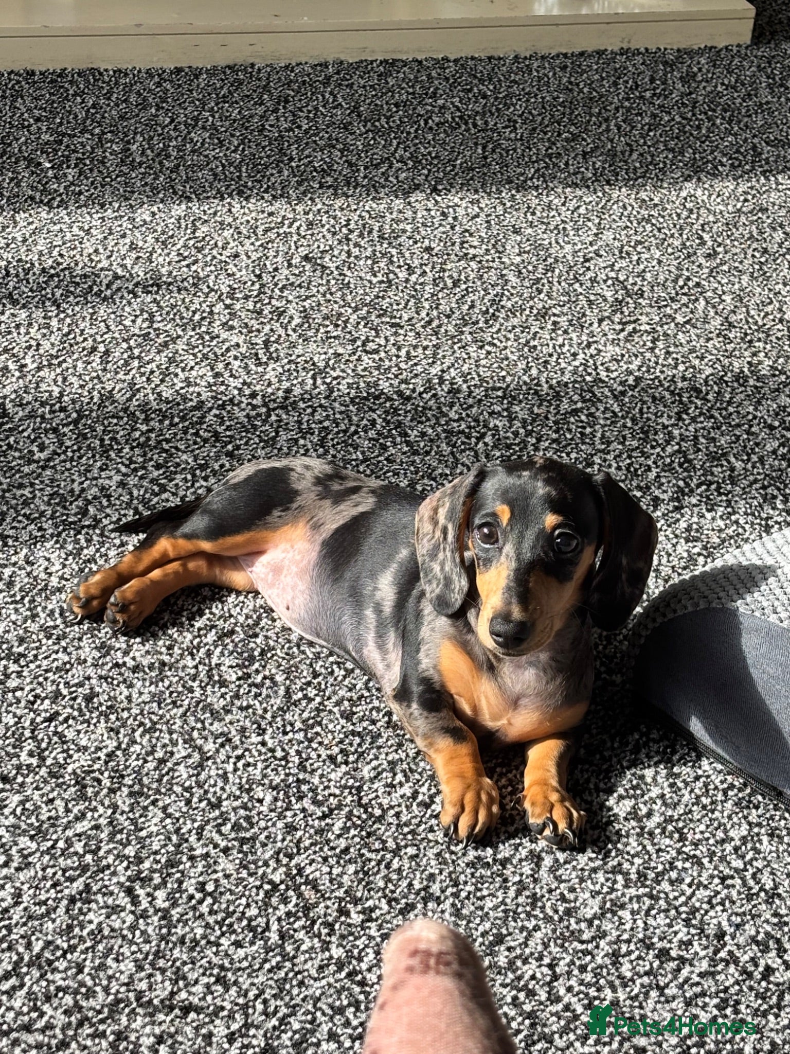 Miniature Dachshund dogs Smooth haired miniture  - Advert 2