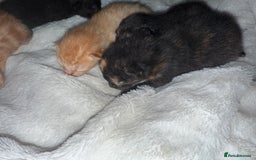 Mixed Breed cats for sale: Kittens for sale - Image 4