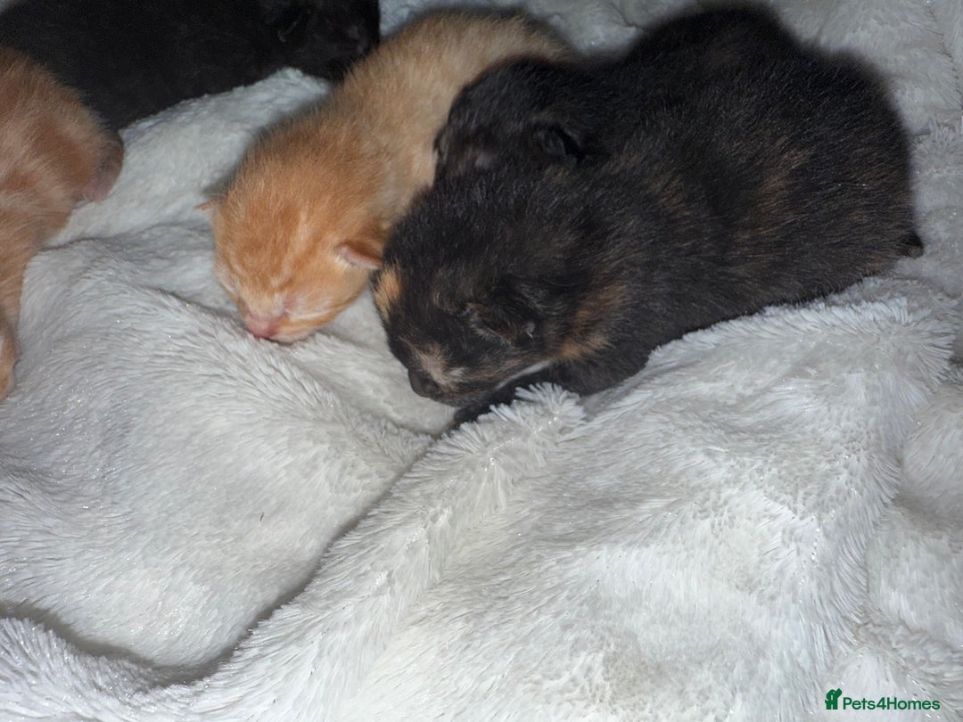 Mixed Breed cats for sale: Kittens for sale - Image 4