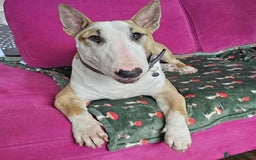 English Bull Terrier dogs for adoption: FOR ADOPTION - BRUCE - BOGNOR REGIS - Image 1