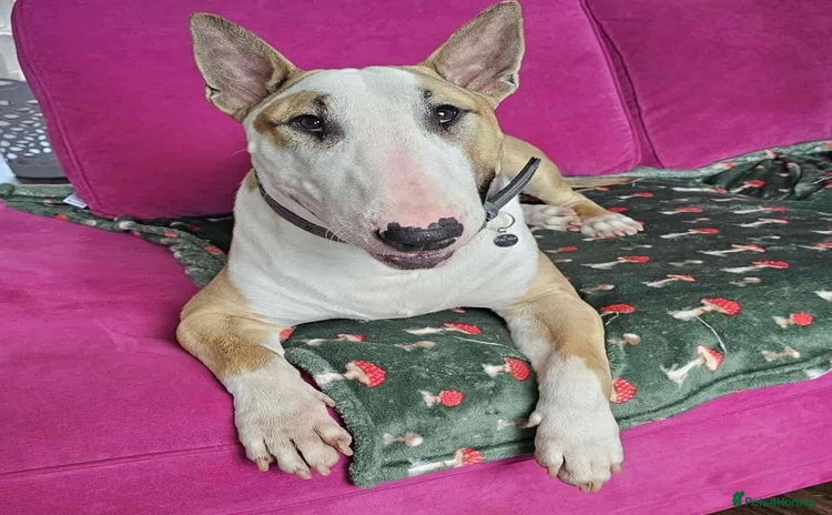 English Bull Terrier dogs - Advert 16