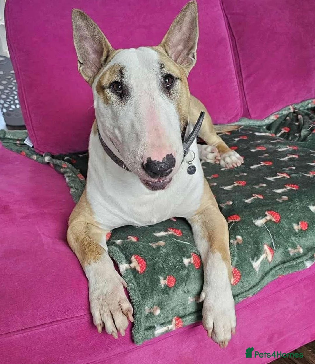 English Bull Terrier dogs for adoption: FOR ADOPTION - BRUCE - BOGNOR REGIS - Image 1