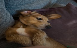 Dachshund dogs for sale: Sweet 8mth old Dachshund for pet-free home - Image 3
