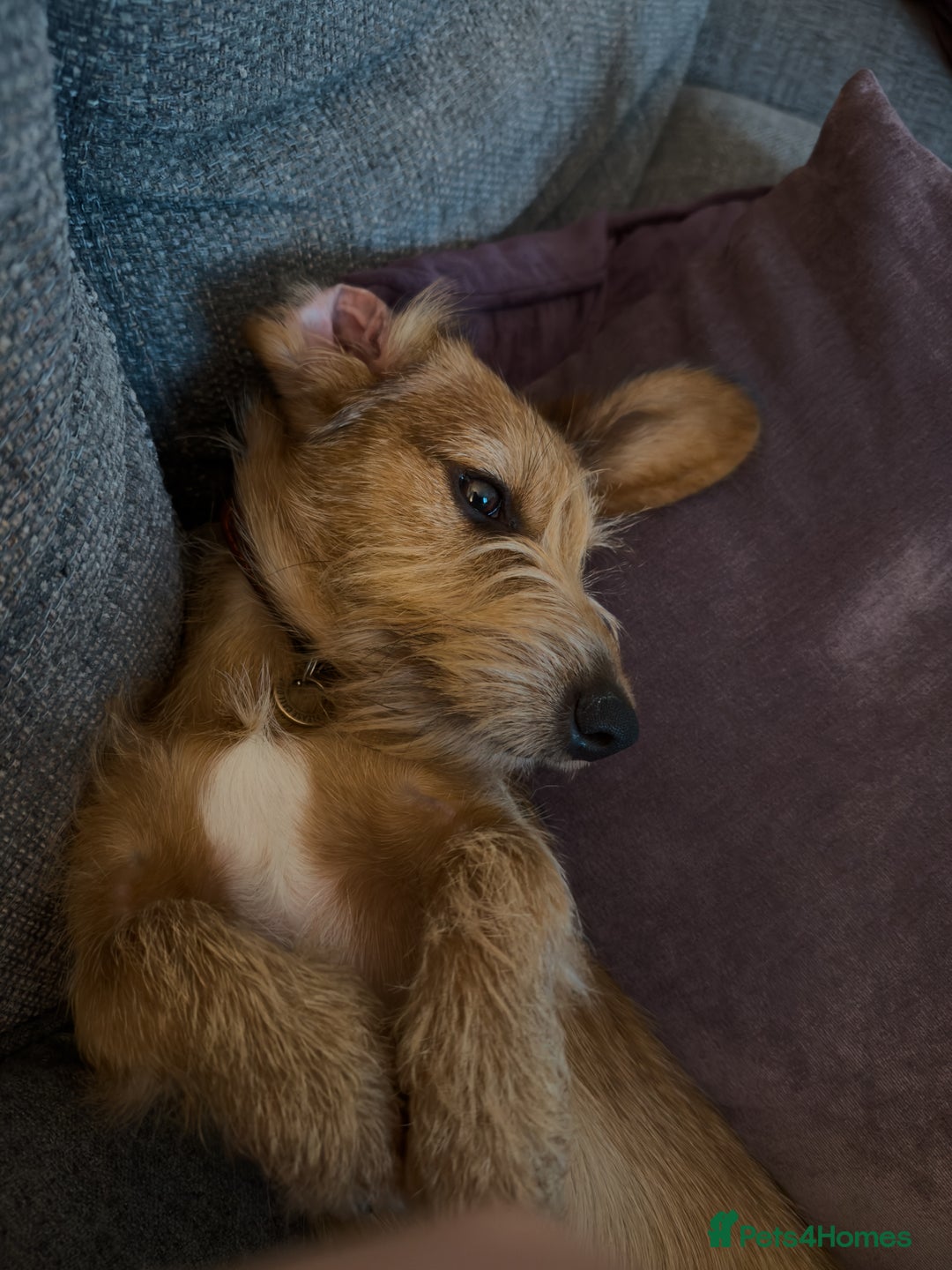 Dachshund dogs for sale: Sweet 8mth old Dachshund for pet-free home - Image 3