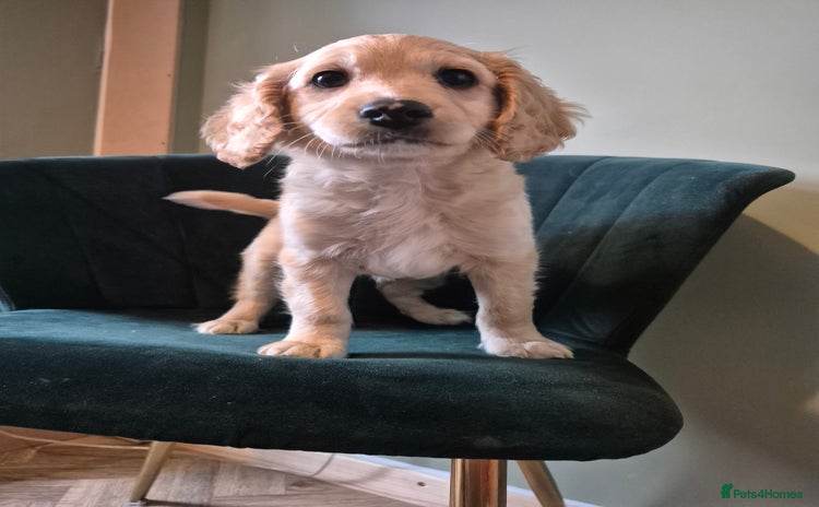 Cockapoo dogs - Advert 9