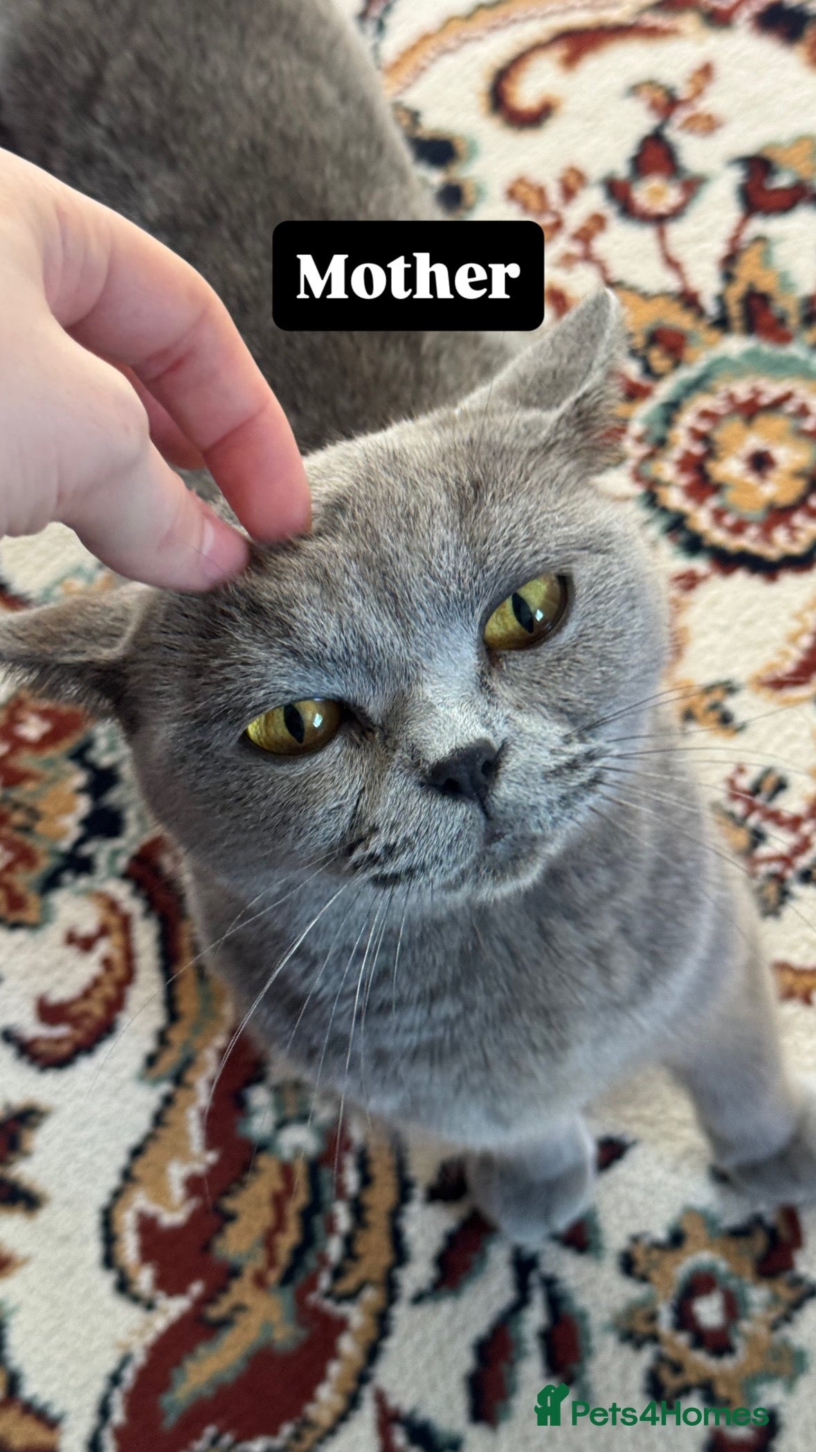 Mixed Breed cats for sale: Lovely British and Scottish short hair kittens in Wigston - Advert 3