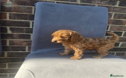 Cockapoo dogs for sale: Puppies  - Image 11