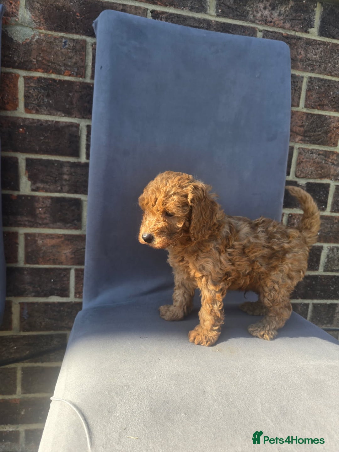 Cockapoo dogs for sale: Puppies  - Image 11