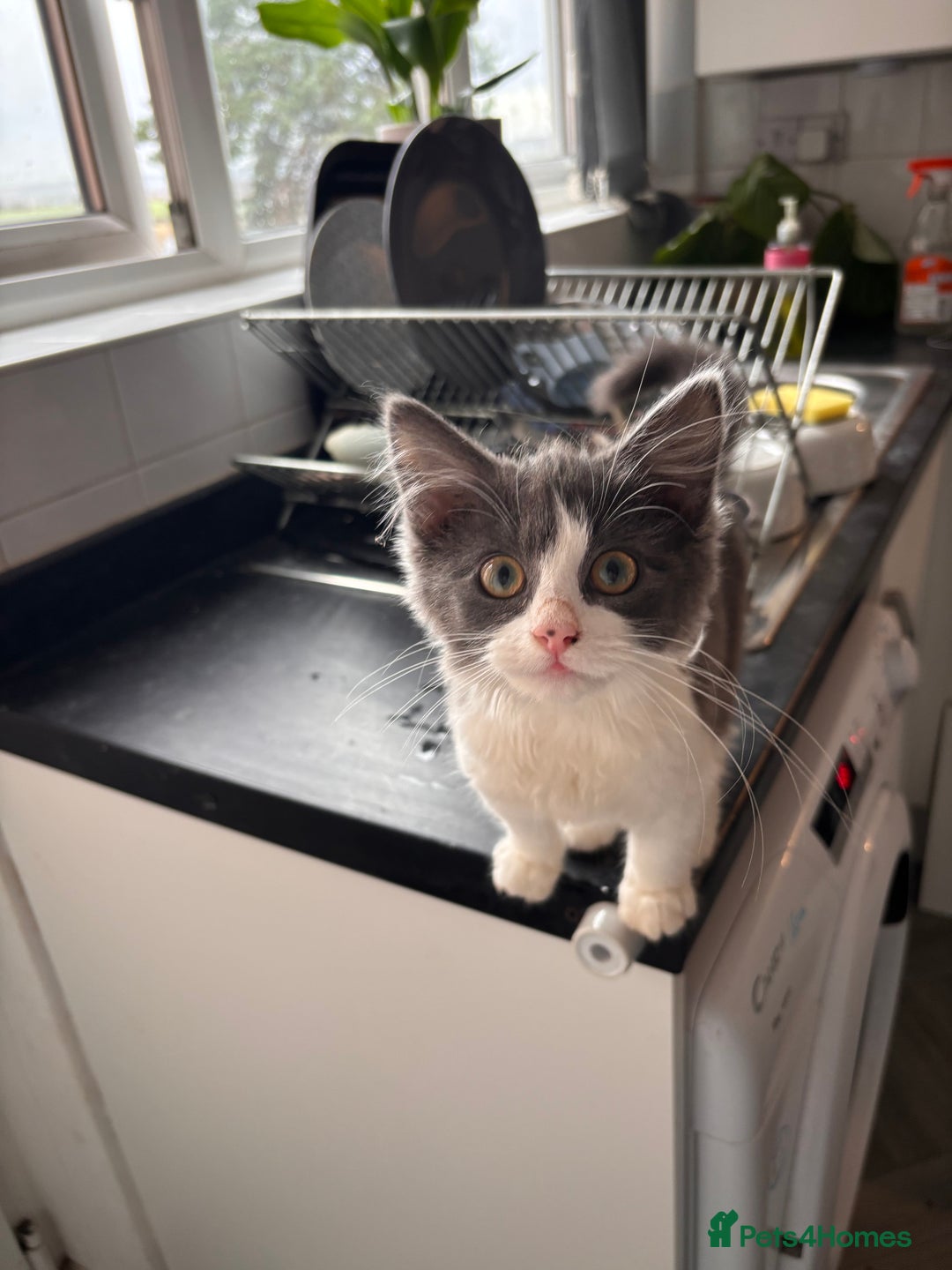 Mixed Breed cats for sale: Kitten  - Advert 4