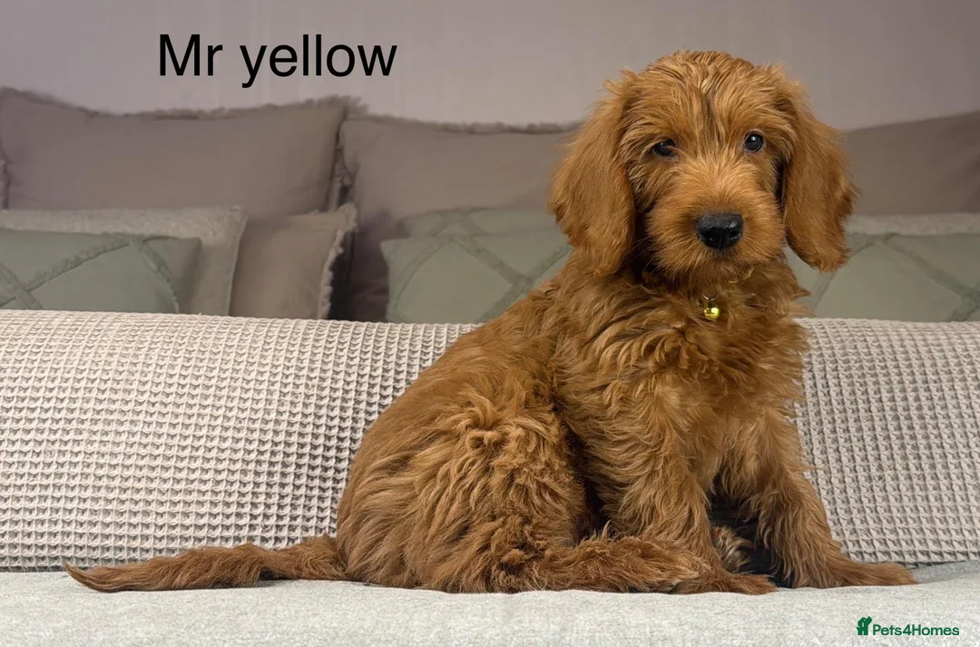Labradoodle dogs for sale: INSTAGRAM. “OAKWELL RETRIEVERS” HEALTHY HOUNDS - Advert 1