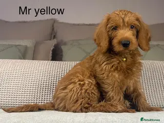 Labradoodle dogs HIP ELBOW DNA TESTED LINEAGE MUM. DAD IS THE SAME - Advert 4