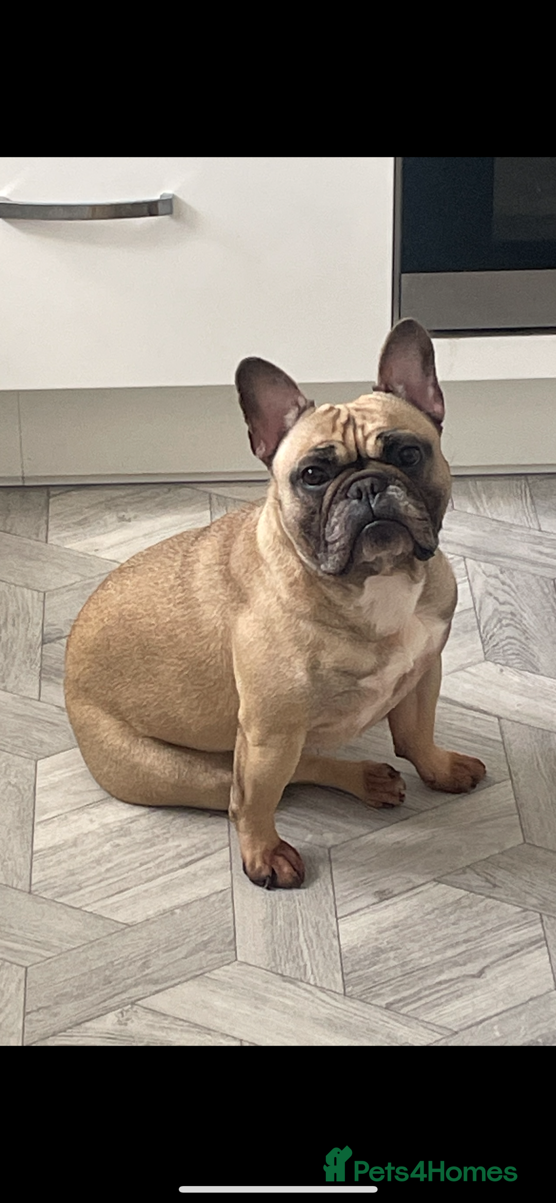 French Bulldog dogs for sale: Rocco - Image 2