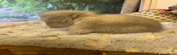 Mini Lion Lop rabbits for sale: Pure mini lion lops from show stock  - Advert 3
