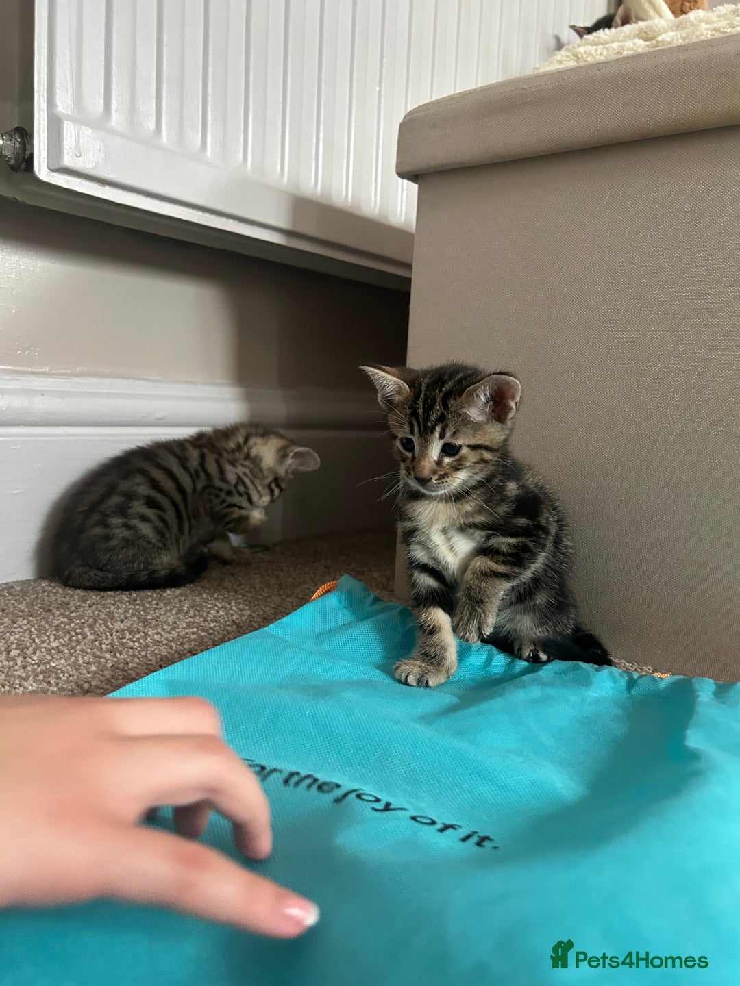 Mixed Breed cats for sale: Oriental cross kittens  - Advert 12