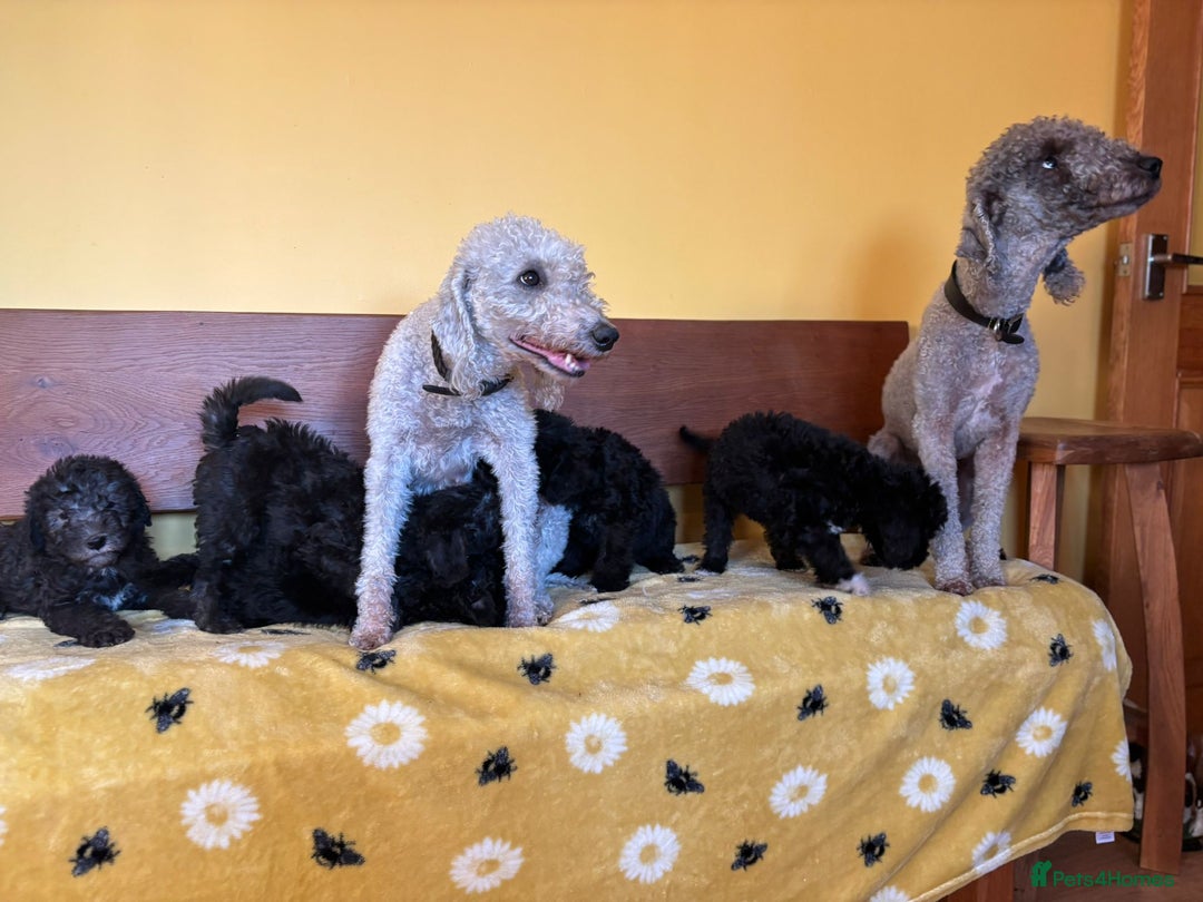 Bedlington Terrier dogs for sale: Bedlington Terrier puppies - Image 10