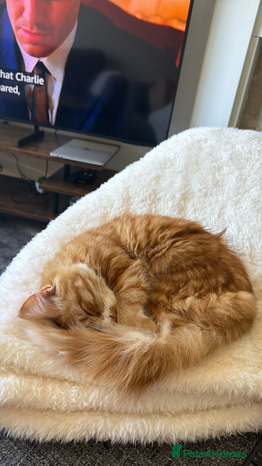 Mixed Breed cats for sale: Female Orange Cat - Sweet and Friendly! - Advert 6