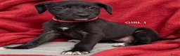 Mixed Breed dogs for sale: Bedlington whippet saluki greyhound puppy’s - Advert 8
