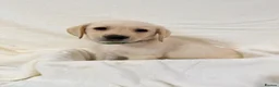 Labrador Retriever dogs for sale: 6 adorable Labrador retriever puppies  in Maldon - Advert 4