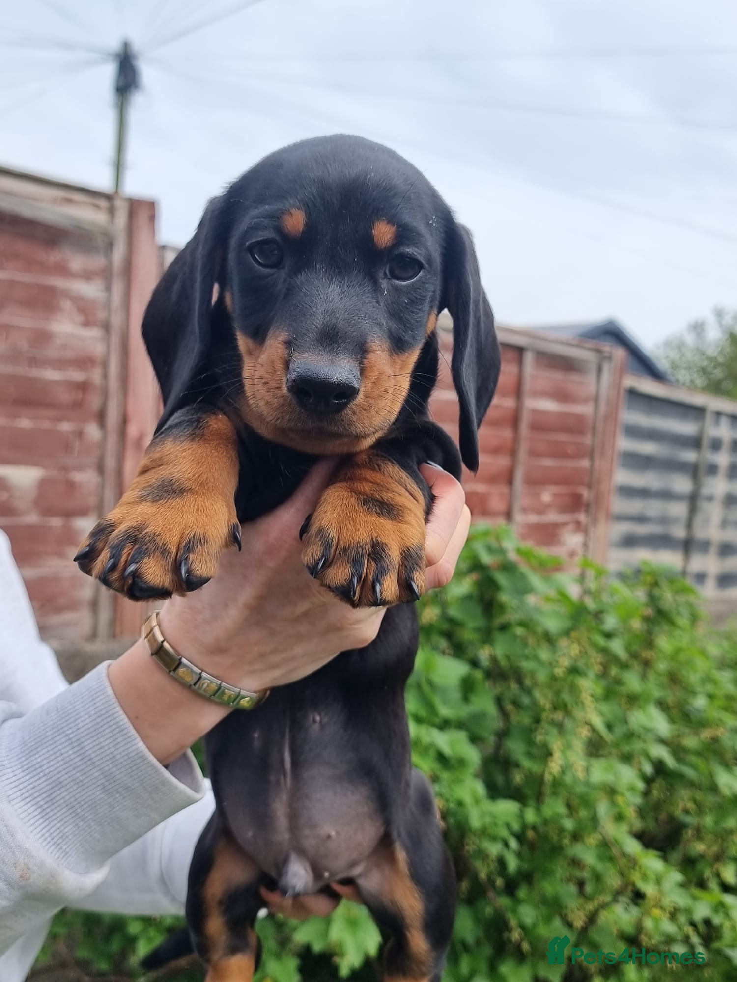 Dachshund dogs for sale: Standard dachshund  - Advert 16
