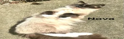 Mixed Breed cats for sale: 2 gorgeous sister, ragdoll mix - Advert 3